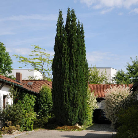 Brodie Eastern Red Cedar Tree