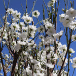 Corinthian White Double Flowering Peach Tree