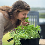 Patio Herb Garden