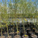 Willow Hybrid trees in our nursery.