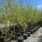 Willow Hybrid trees in our nursery.
