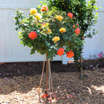 Livin' Easy™ and Easy Going™ Two-fer® Rose Tree