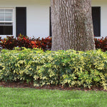 Variegated Dwarf Umbrella Tree - Schefflera Trinette