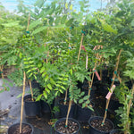 Our 2-3 foot Wisteria tree in a 2 gallon container.