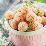 White Pineberry Strawberry