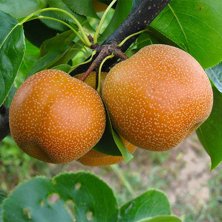 20th Century (Nijisseiki) Asian Pear Tree
