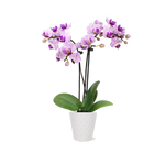 Mini Orchid