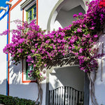 Alexandra Bougainvillea