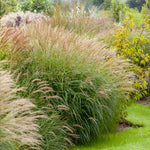 Maiden Grass