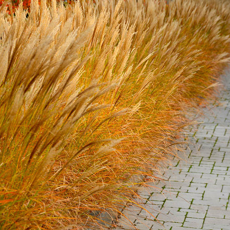 Maiden Grass