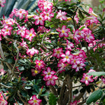 Desert Rose Adenium Shrub