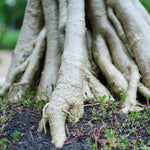 Desert Rose Adenium Shrub