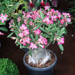 Desert Rose Adenium Shrub