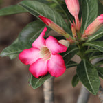 Bloom color can vary from pink to red.