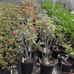 This is our 3 Gallon Sized Desert Rose.