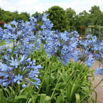Lily of the Nile (Blue) Plant