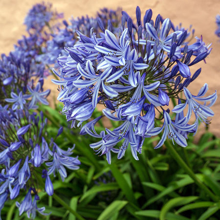 Lily of the Nile (Blue) Plant