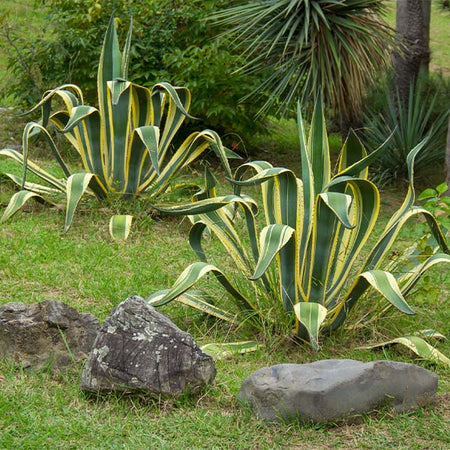Variegated Century Plant