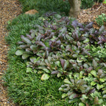 Chocolate Chip Ajuga Plant