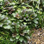 Chocolate Chip Ajuga Plant