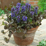 Chocolate Chip Ajuga Plant