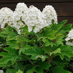 Alice Oakleaf Hydrangea Shrub