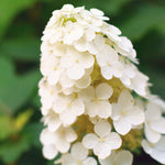 Alice Oakleaf Hydrangea Shrub
