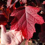 Blindingly bright fall color!