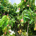 Alphonso Mango Tree