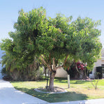 Alphonso Mango Tree