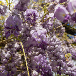 Amethyst Falls Wisteria Vine