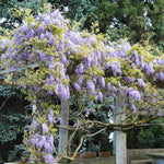 Amethyst Falls Wisteria Vine