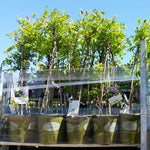 This is our 2 Gallon sized Amethyst Wisteria.