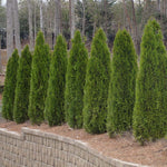American Arborvitae Tree