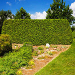American Arborvitae Tree