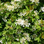 American Cranberry Bush