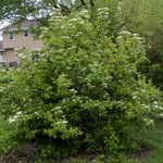 American Cranberry Bush