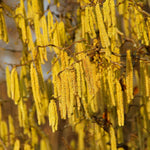 American Hazelnut Tree