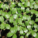 Greenleaf American Holly Shrub