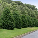 Greenleaf American Holly Shrub