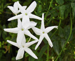 Images shown are of mature plants