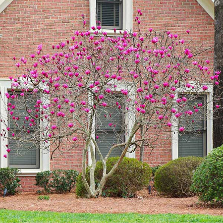 Ann Magnolia Tree