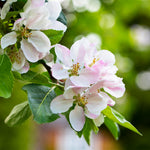 Each spring your apple tree will bloom white flowers with a touch of pink.