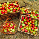 Anna Apple Trees are quick to fruit, both early in their life and early in the summer.