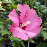 Aphrodite Rose of Sharon Althea Shrub