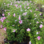 Our 2 gallon Aphrodite Rose of Sharon