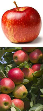 Images shown are of mature plants