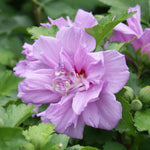 Ardens Rose of Sharon Althea Shrub