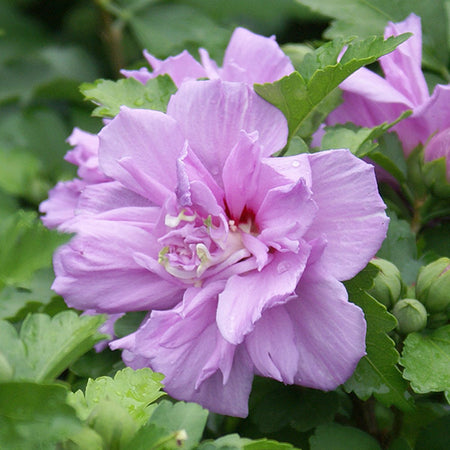 Ardens Rose of Sharon Althea Shrub