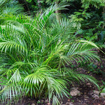 Areca Palm Tree